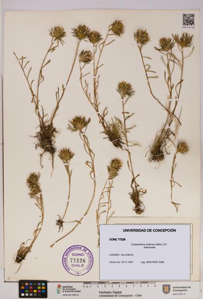 Chaetanthera chilensis [Espécimen: UDEC:CONC:0077226]