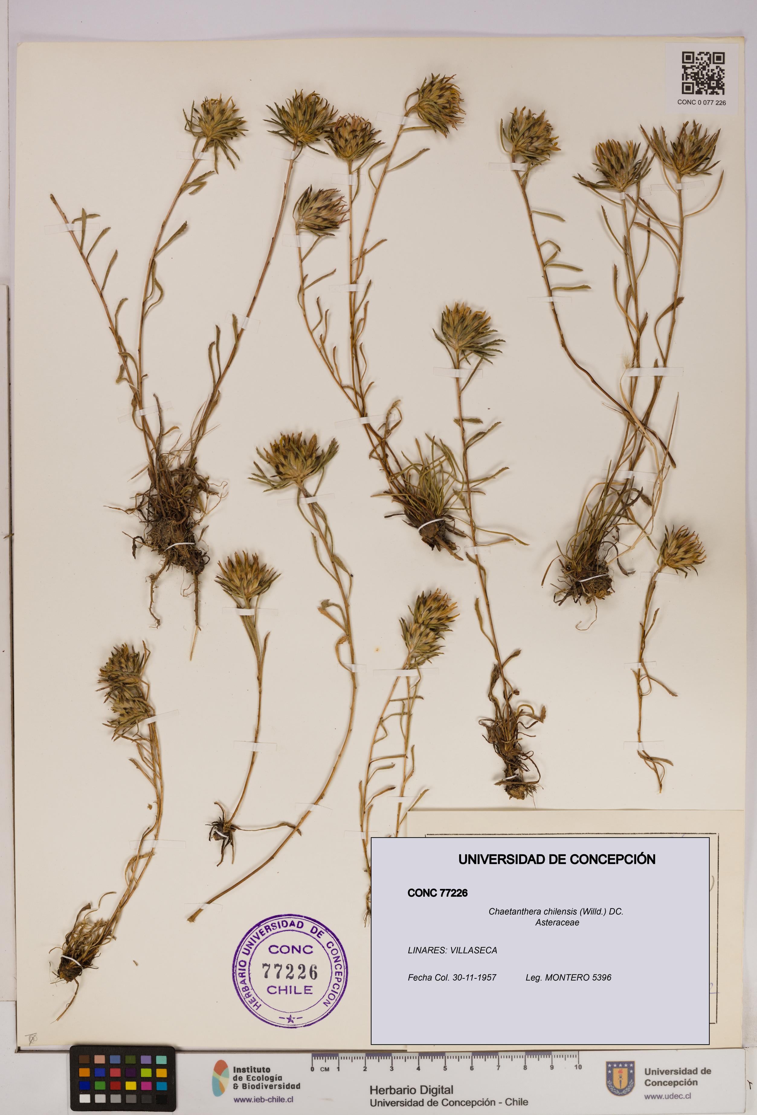 Chaetanthera chilensis [Espécimen: UDEC:CONC:0077226]