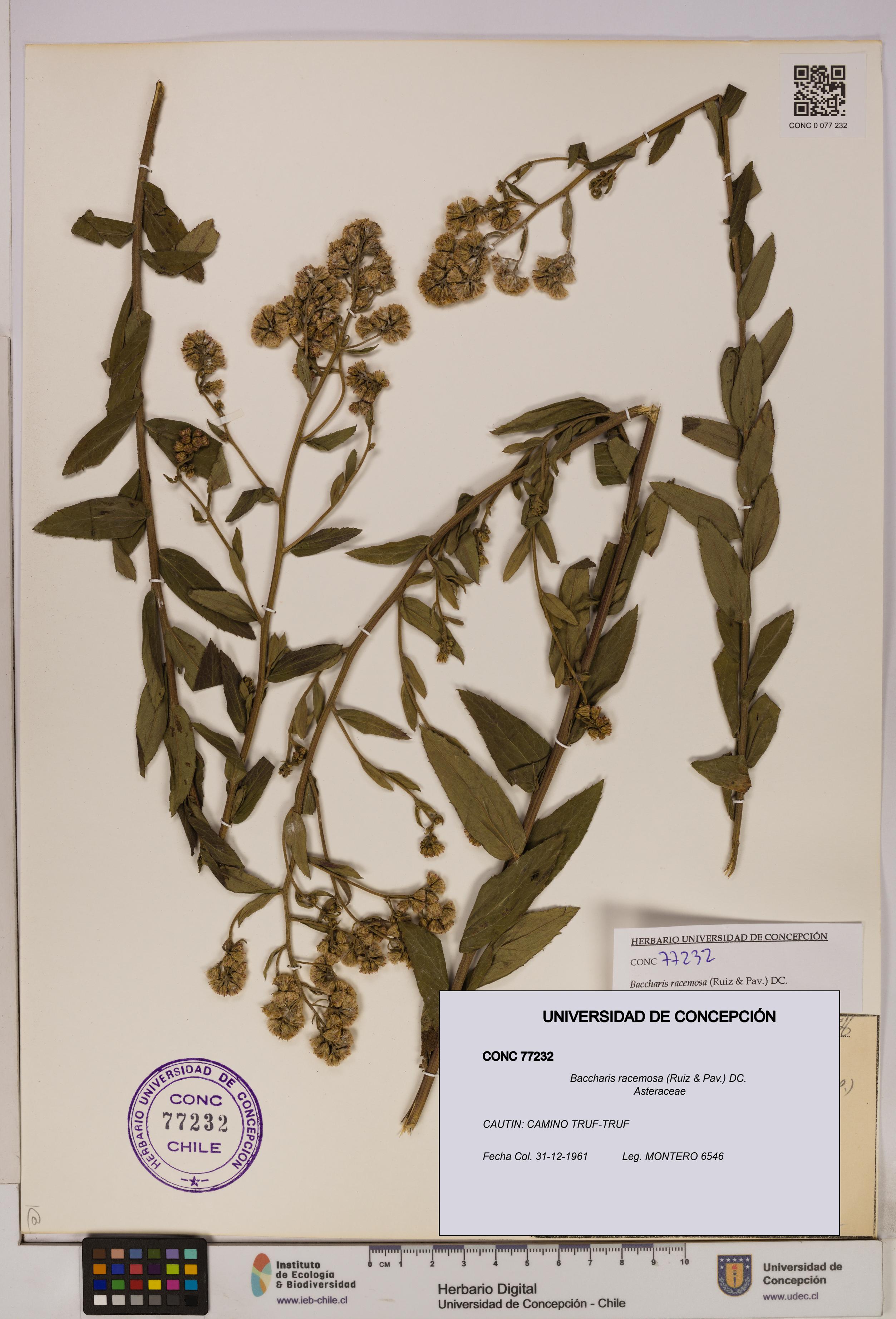 Baccharis racemosa [Espécimen: UDEC:CONC:0077232]