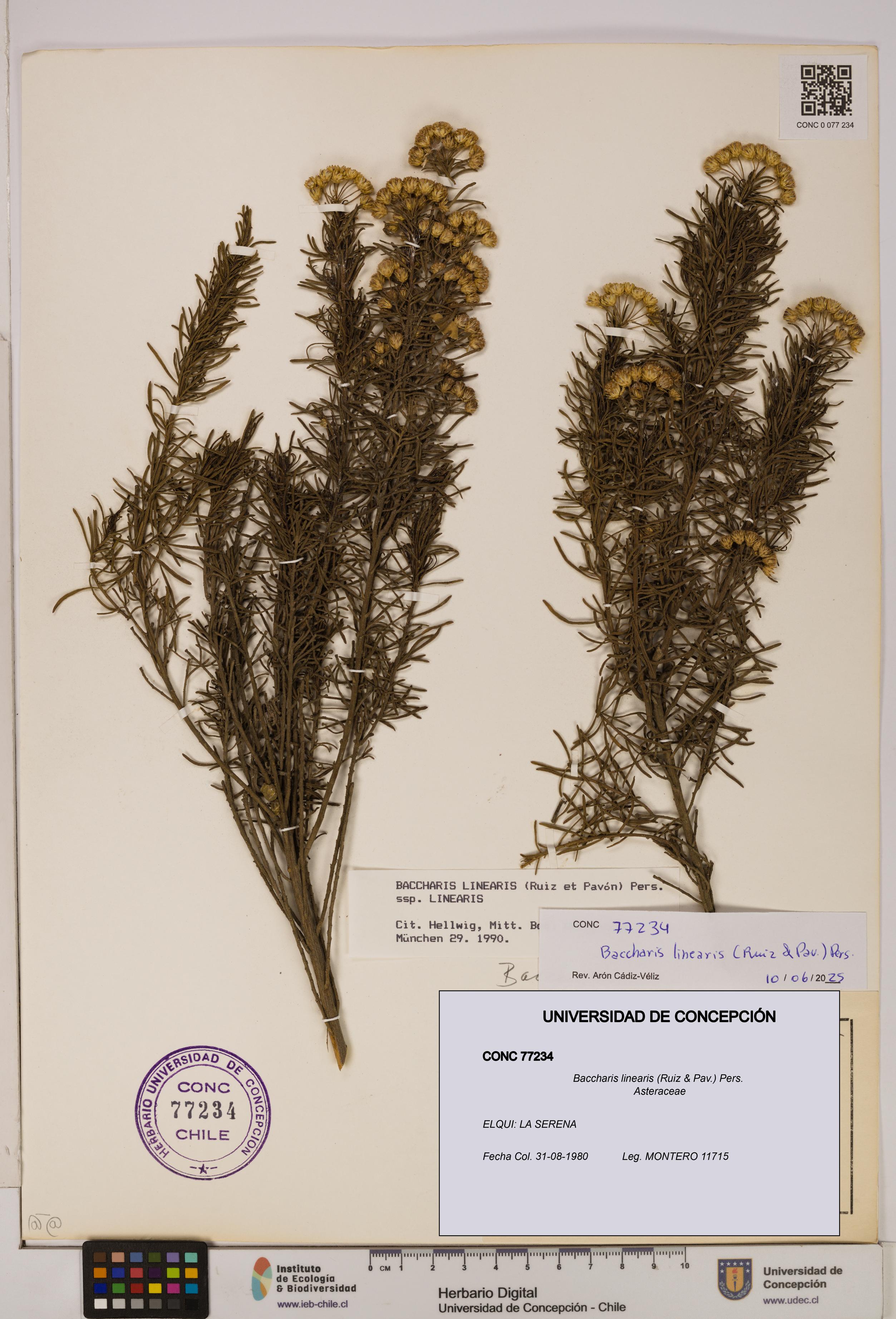 Baccharis linearis [Espécimen: UDEC:CONC:0077234]