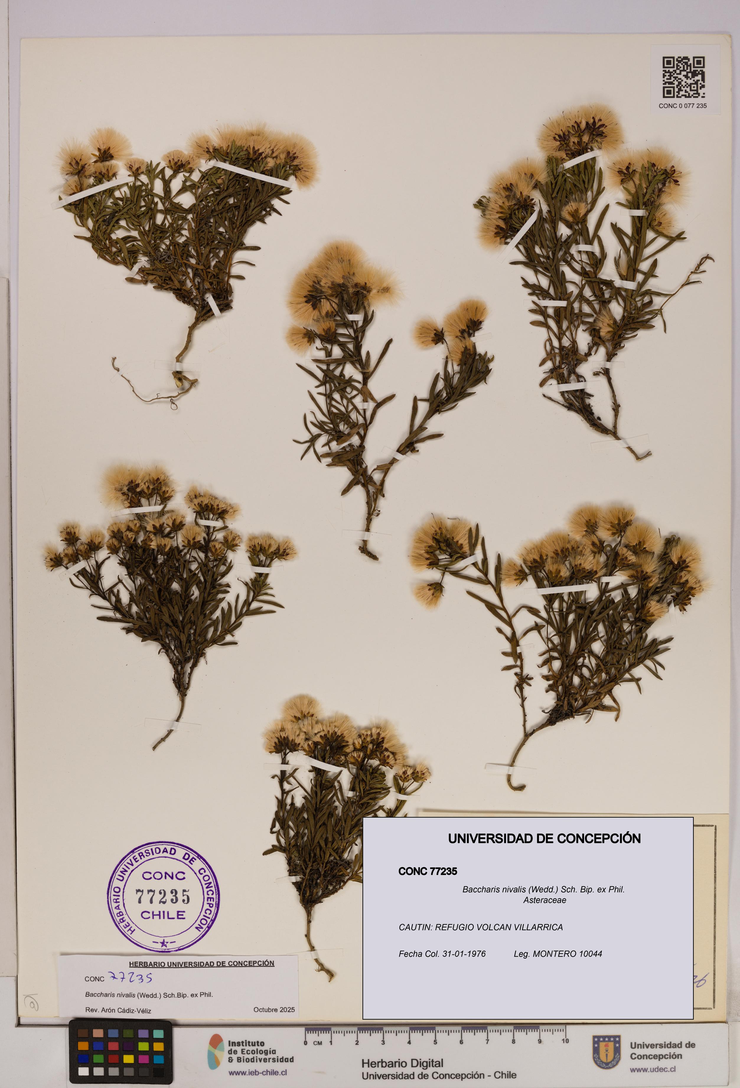 Baccharis nivalis [Espécimen: UDEC:CONC:0077235]
