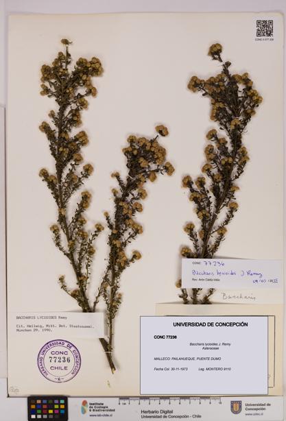 Baccharis lycioides [Espécimen: UDEC:CONC:0077236]