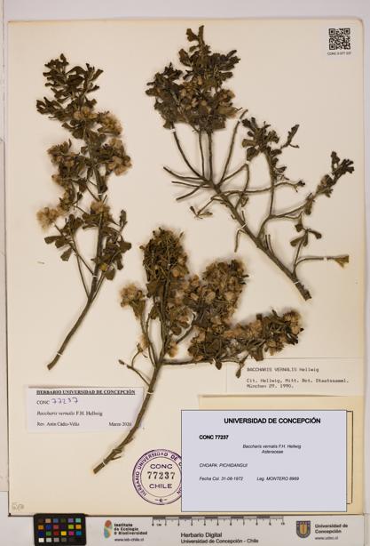 Baccharis vernalis [Espécimen: UDEC:CONC:0077237]