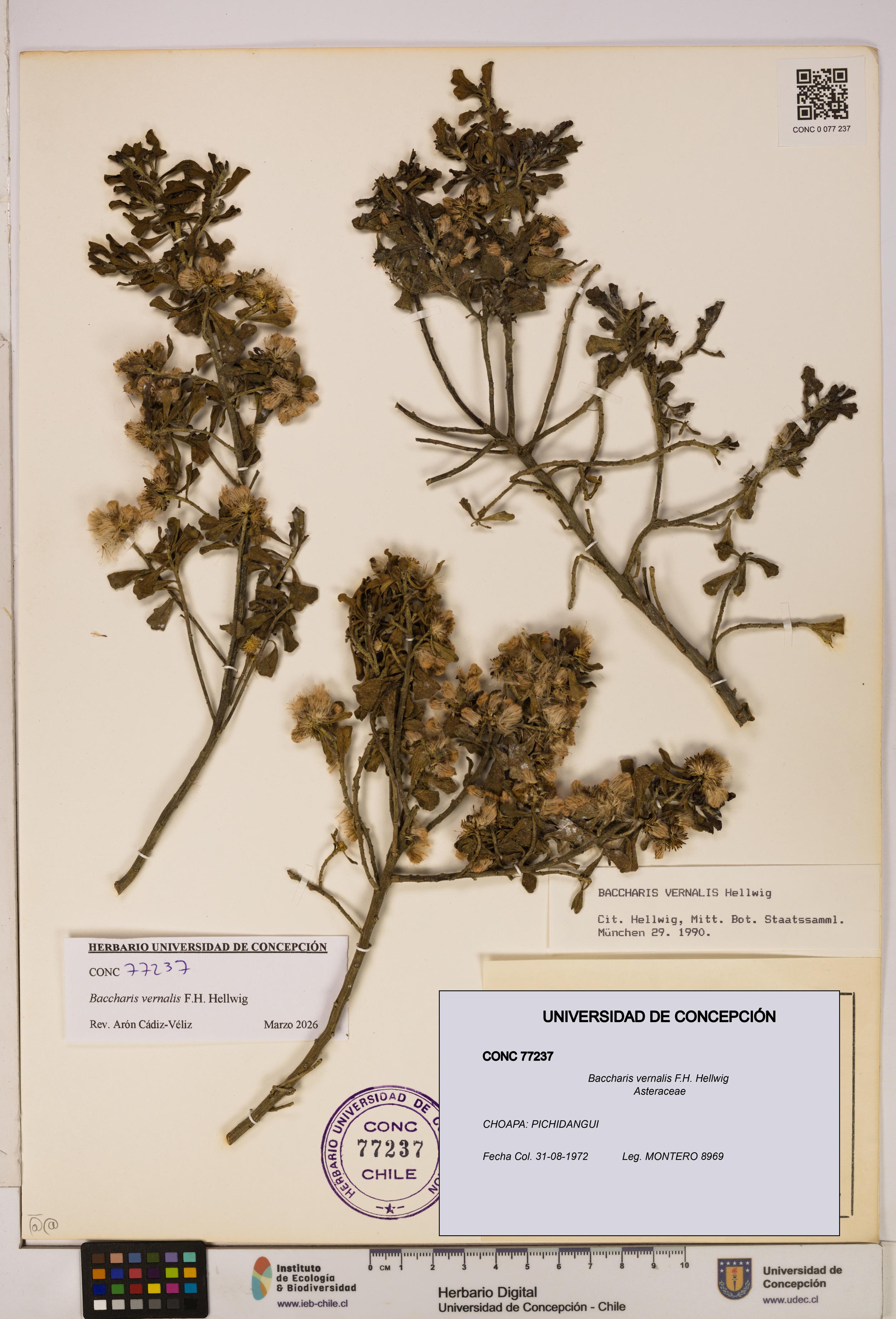 Baccharis vernalis [Espécimen: UDEC:CONC:0077237]