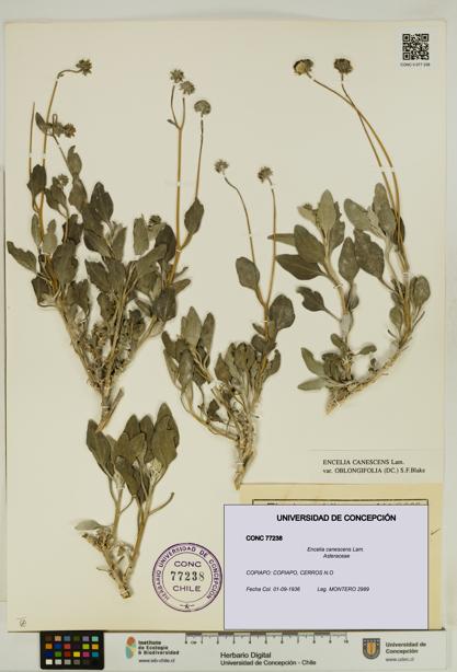 Encelia canescens [Espécimen: UDEC:CONC:0077238]