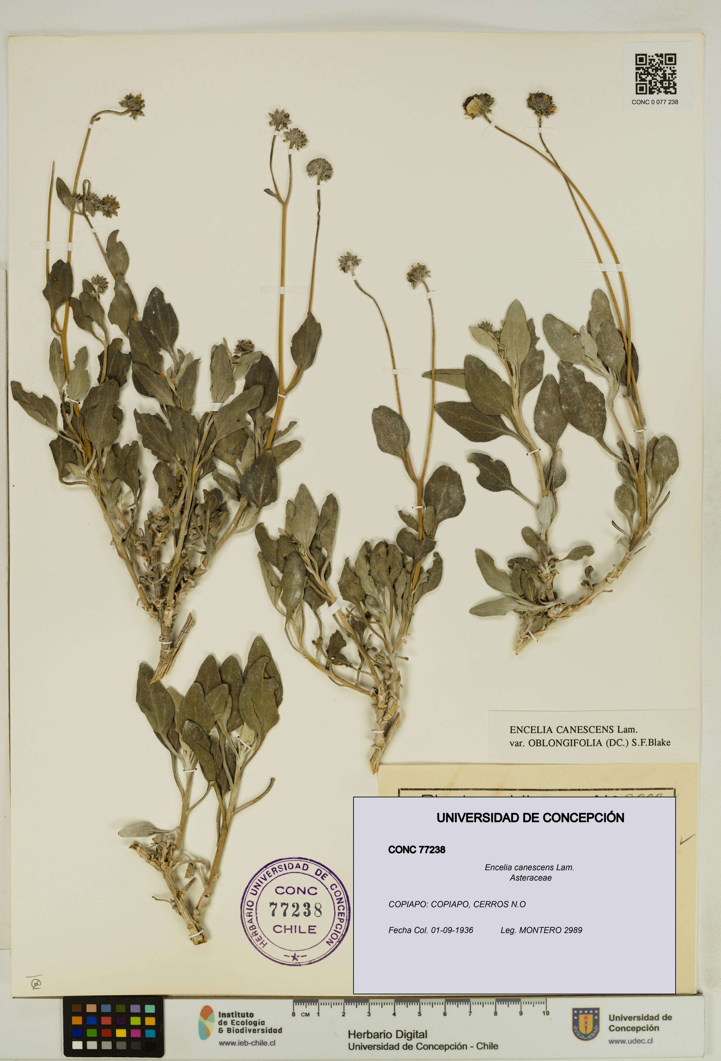 Encelia canescens [Espécimen: UDEC:CONC:0077238]