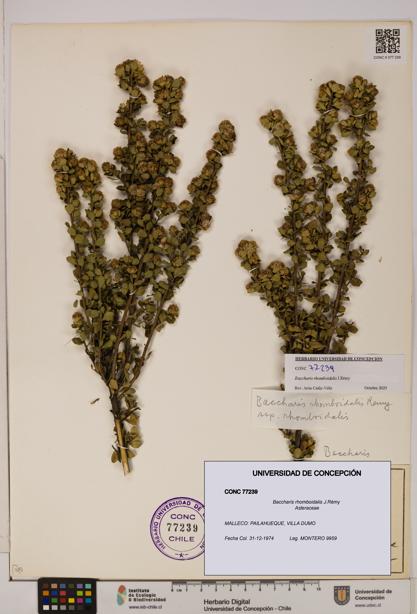 Baccharis rhomboidalis [Espécimen: UDEC:CONC:0077239]