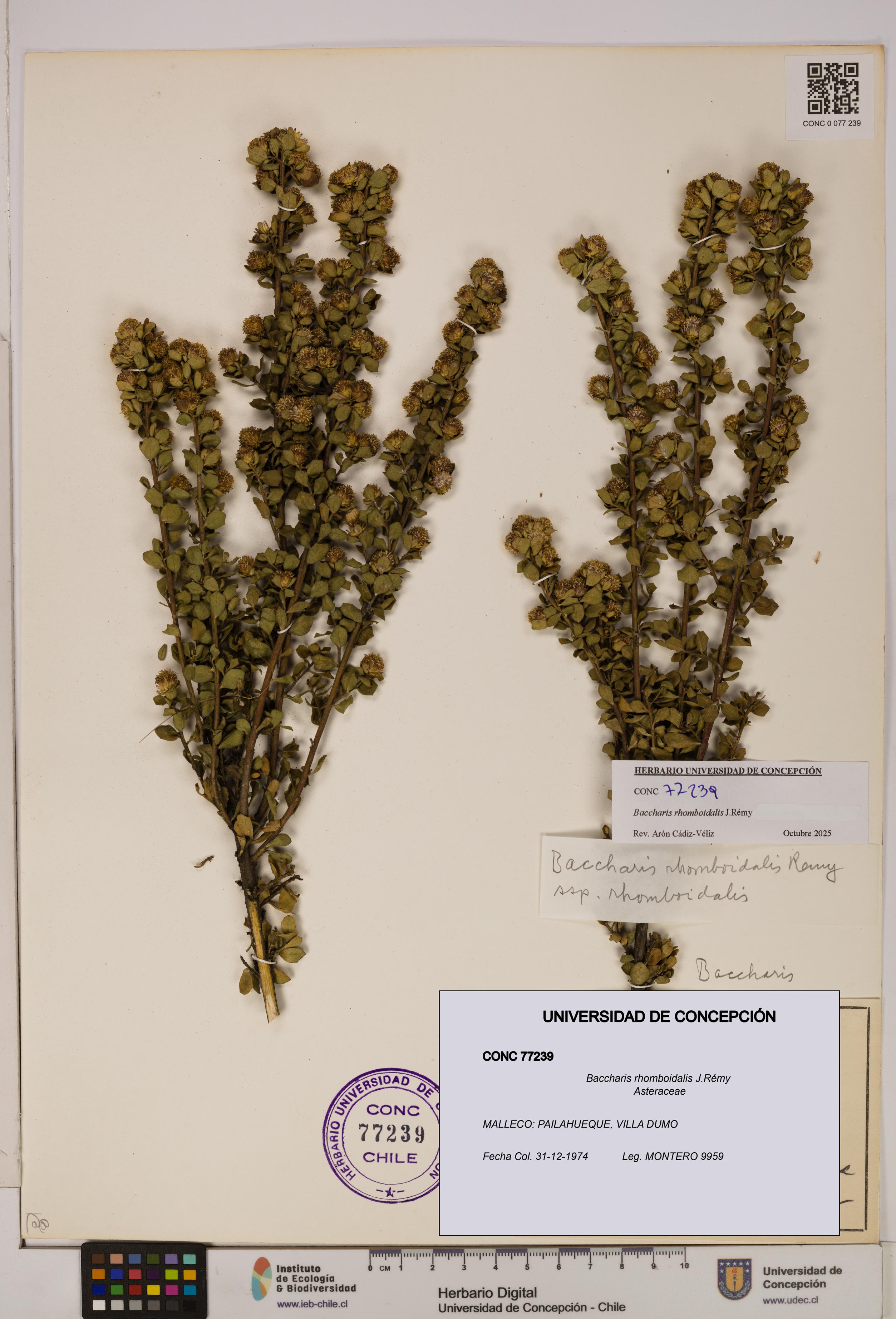 Baccharis rhomboidalis [Espécimen: UDEC:CONC:0077239]