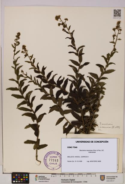 Baccharis racemosa [Espécimen: UDEC:CONC:0077243]