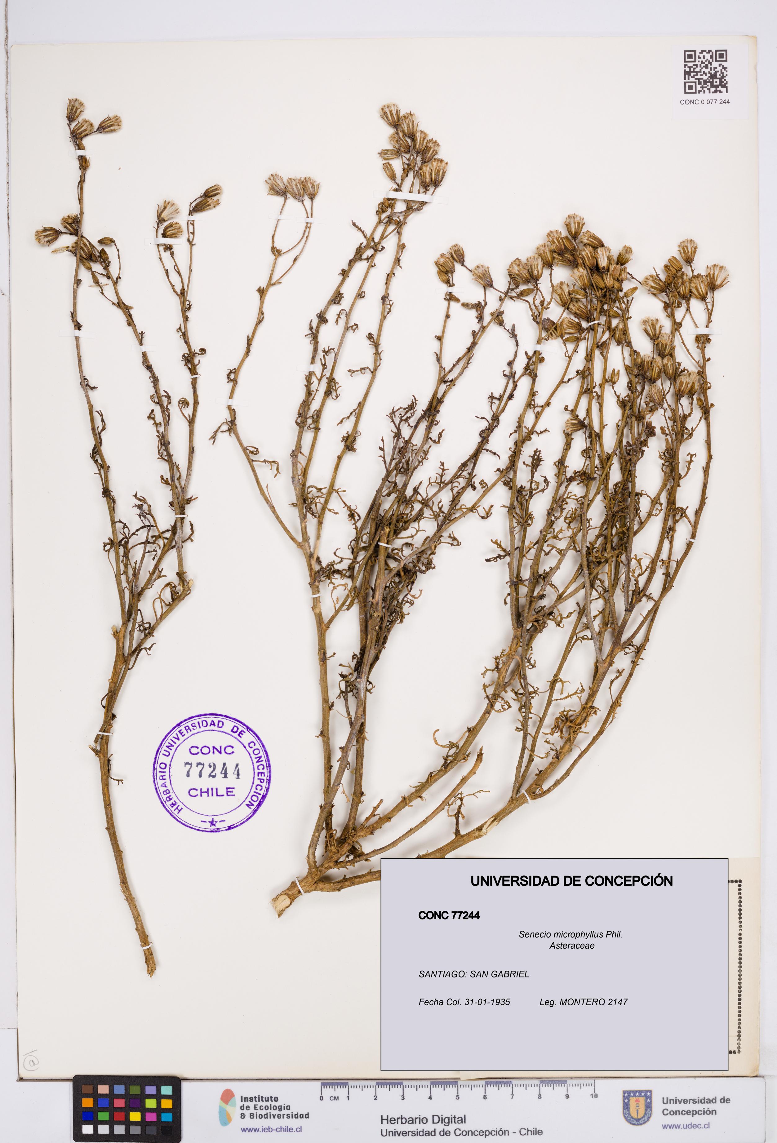 Senecio microphyllus [Espécimen: ]