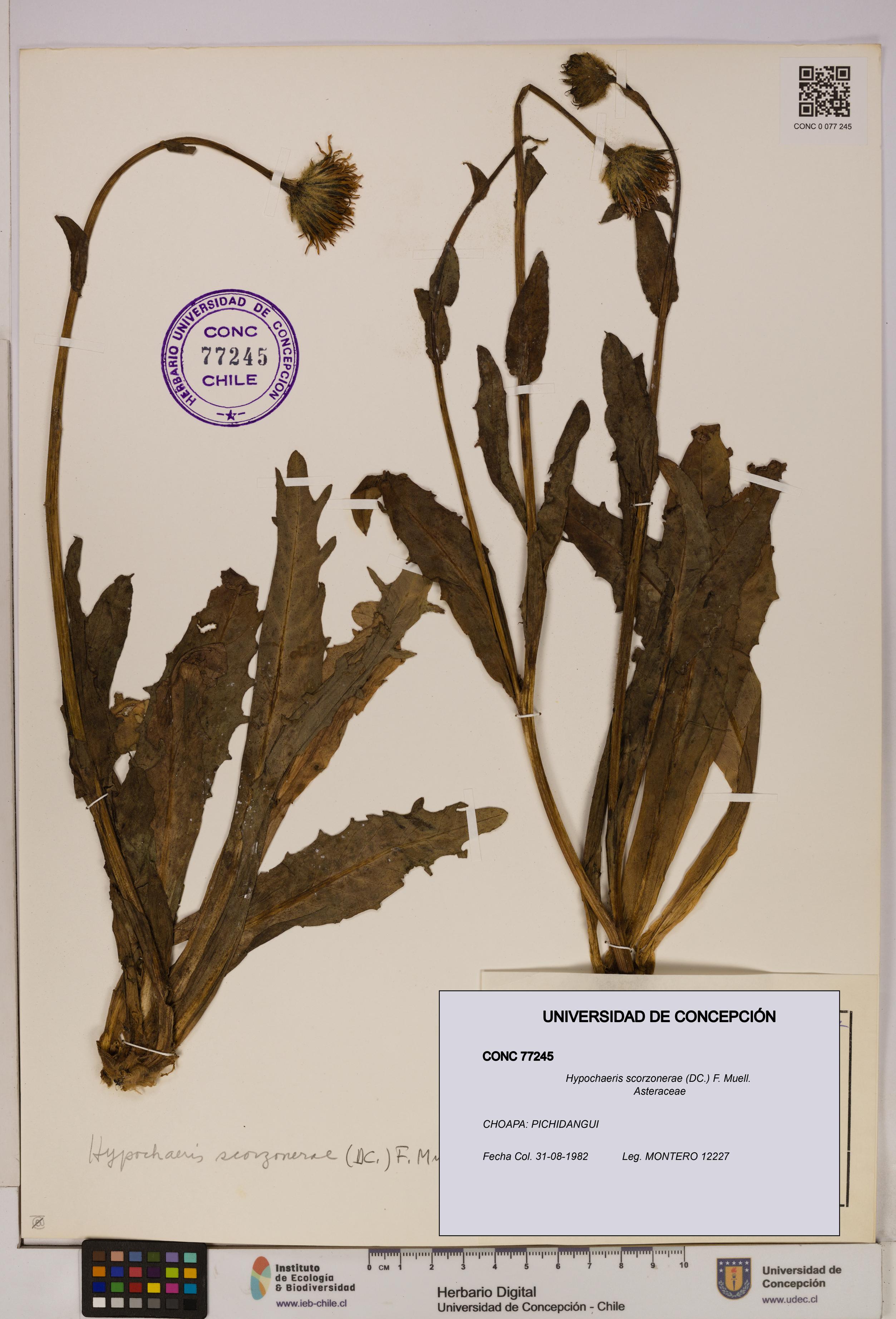 Hypochaeris scorzonerae [Espécimen: UDEC:CONC:0077245]