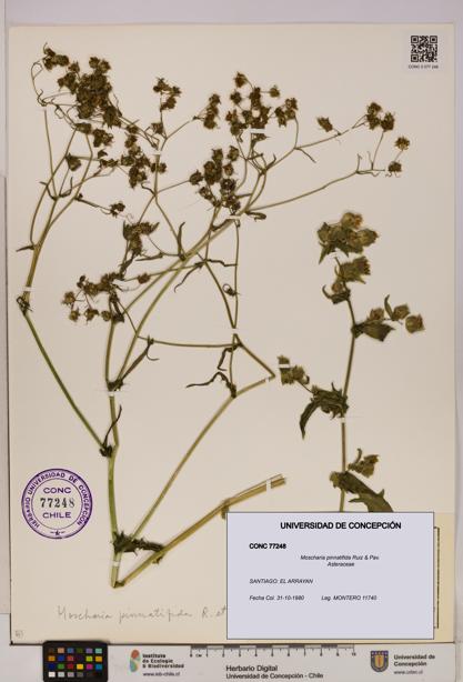 Moscharia pinnatifida [Espécimen: UDEC:CONC:0077248]