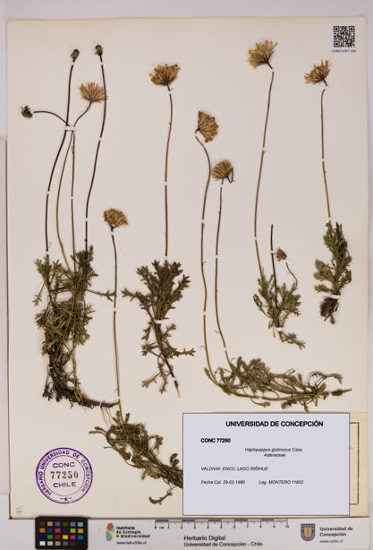 Haplopappus glutinosus [Espécimen: UDEC:CONC:0077250]