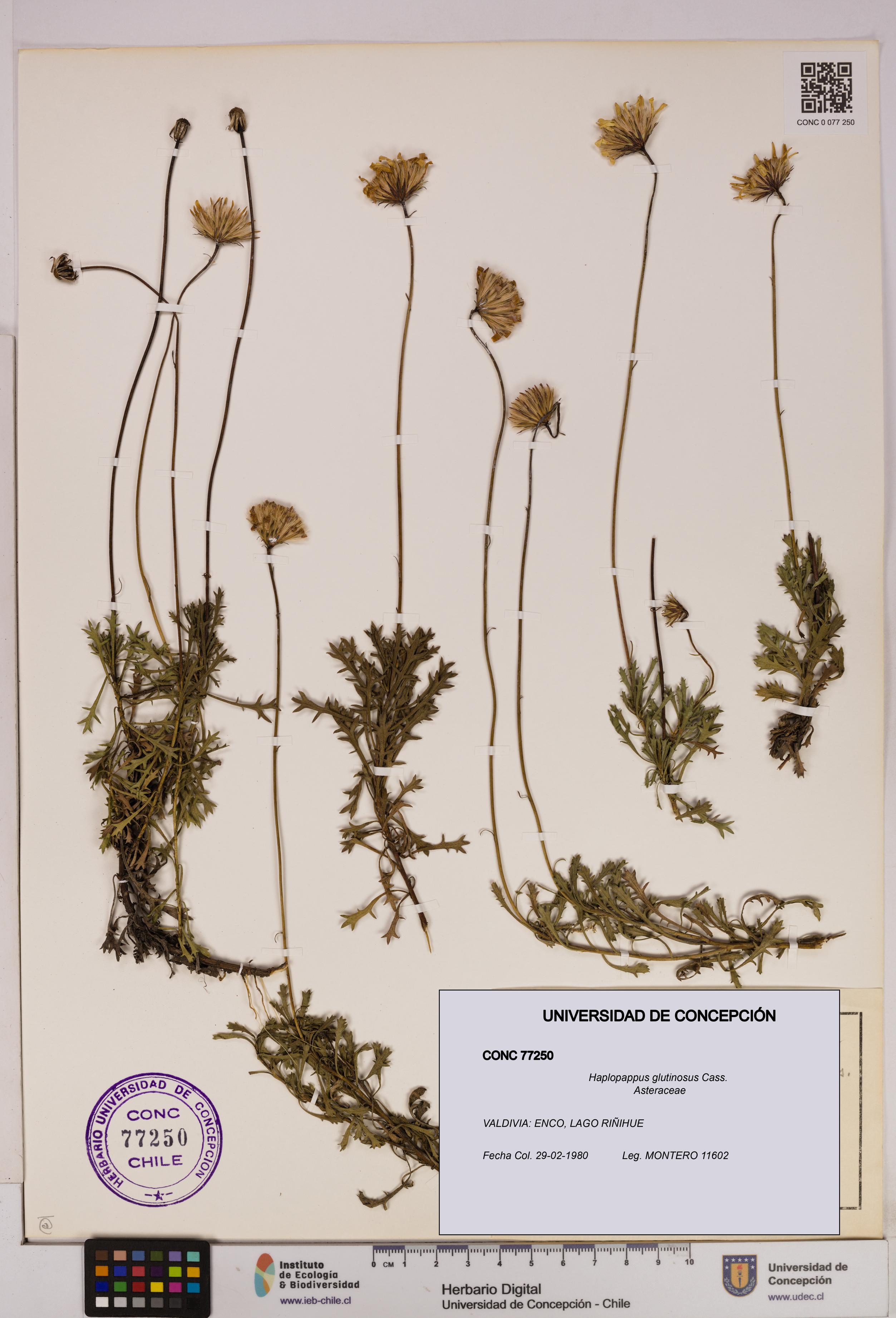 Haplopappus glutinosus [Espécimen: UDEC:CONC:0077250]