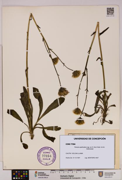 Perezia spathulata [Espécimen: UDEC:CONC:0077254]