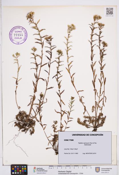 Triptilion spinosum [Espécimen: ]