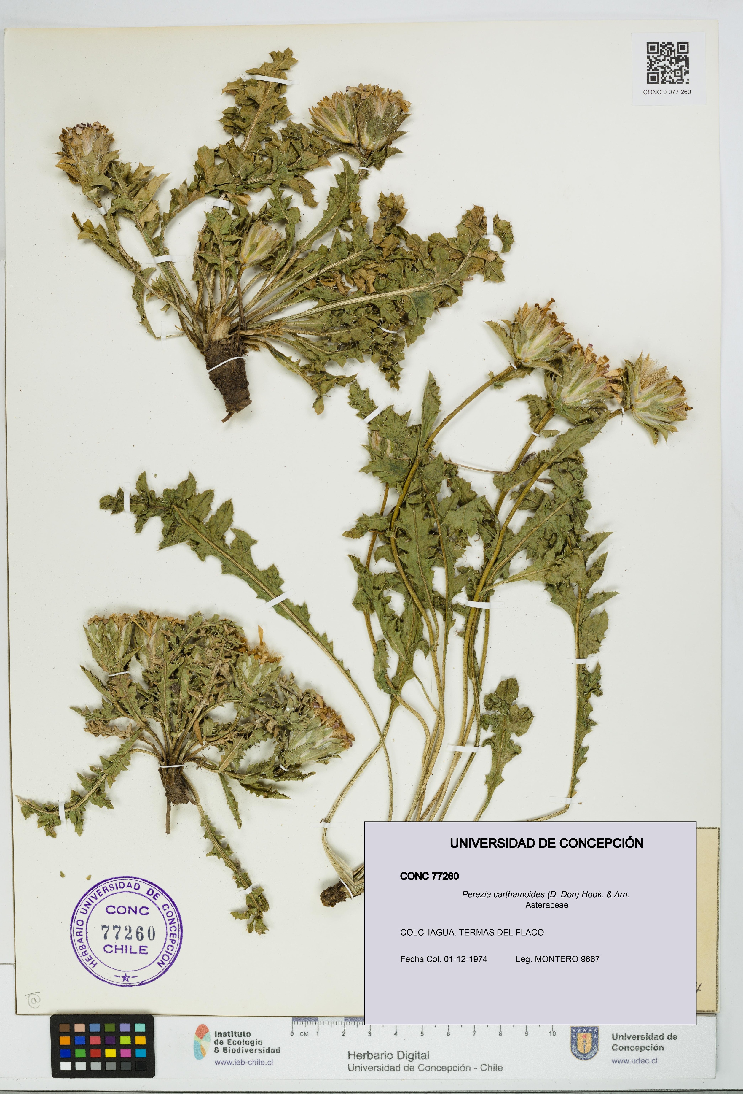 Perezia carthamoides [Espécimen: UDEC:CONC:0077260]