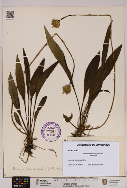 Perezia lactucoides [Espécimen: UDEC:CONC:0077261]
