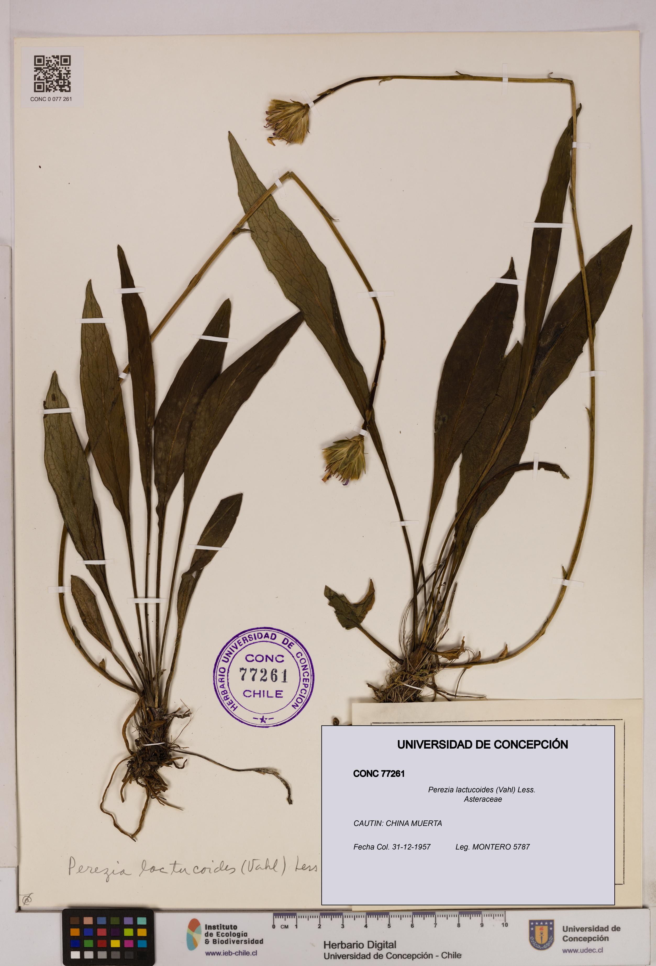 Perezia lactucoides [Espécimen: UDEC:CONC:0077261]