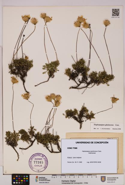 Haplopappus glutinosus [Espécimen: UDEC:CONC:0077265]
