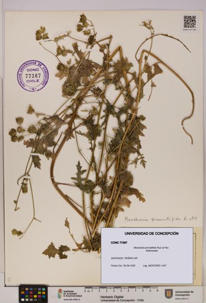 Moscharia pinnatifida [Espécimen: UDEC:CONC:0077267]