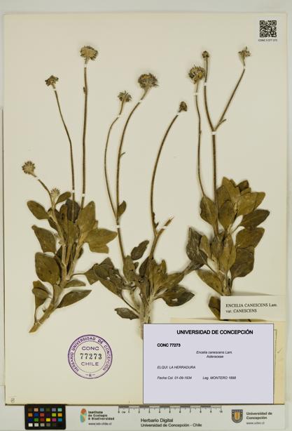 Encelia canescens [Espécimen: UDEC:CONC:0077273]