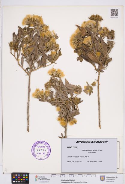 Trixis cacalioides [Espécimen: ]