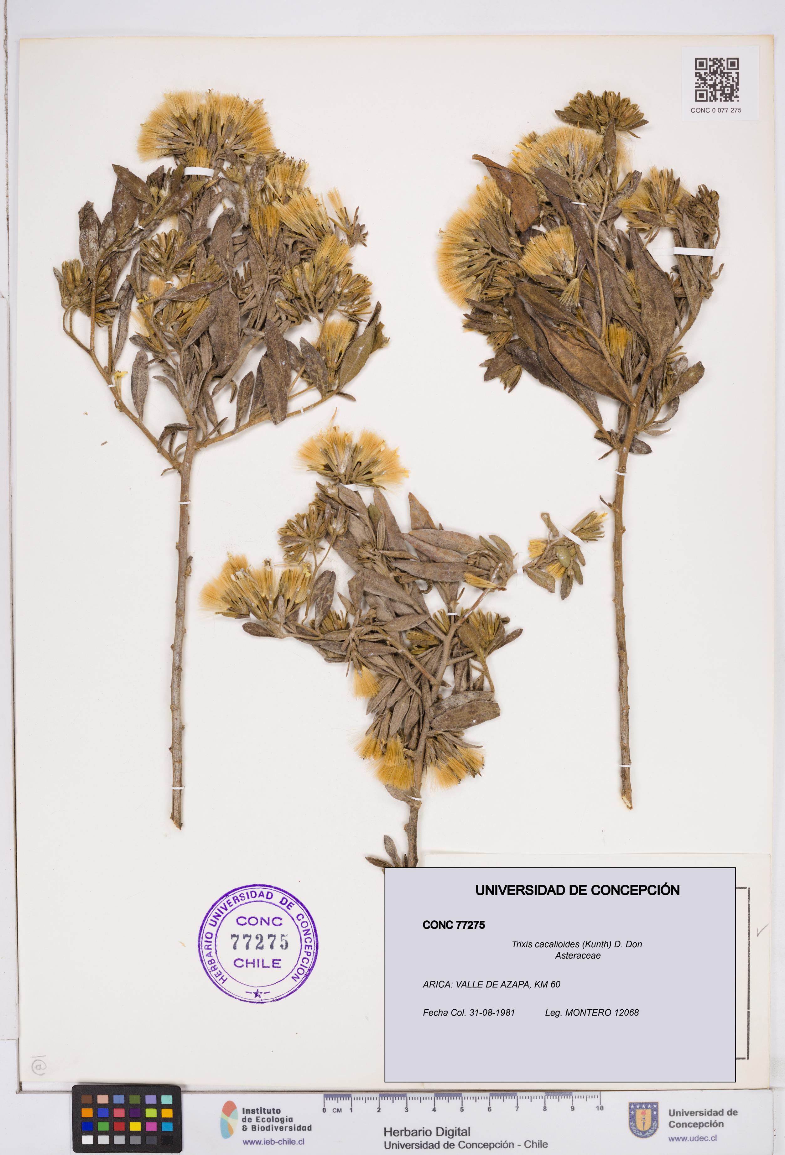 Trixis cacalioides [Espécimen: ]
