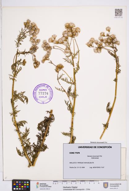 Senecio tocornalii [Espécimen: ]