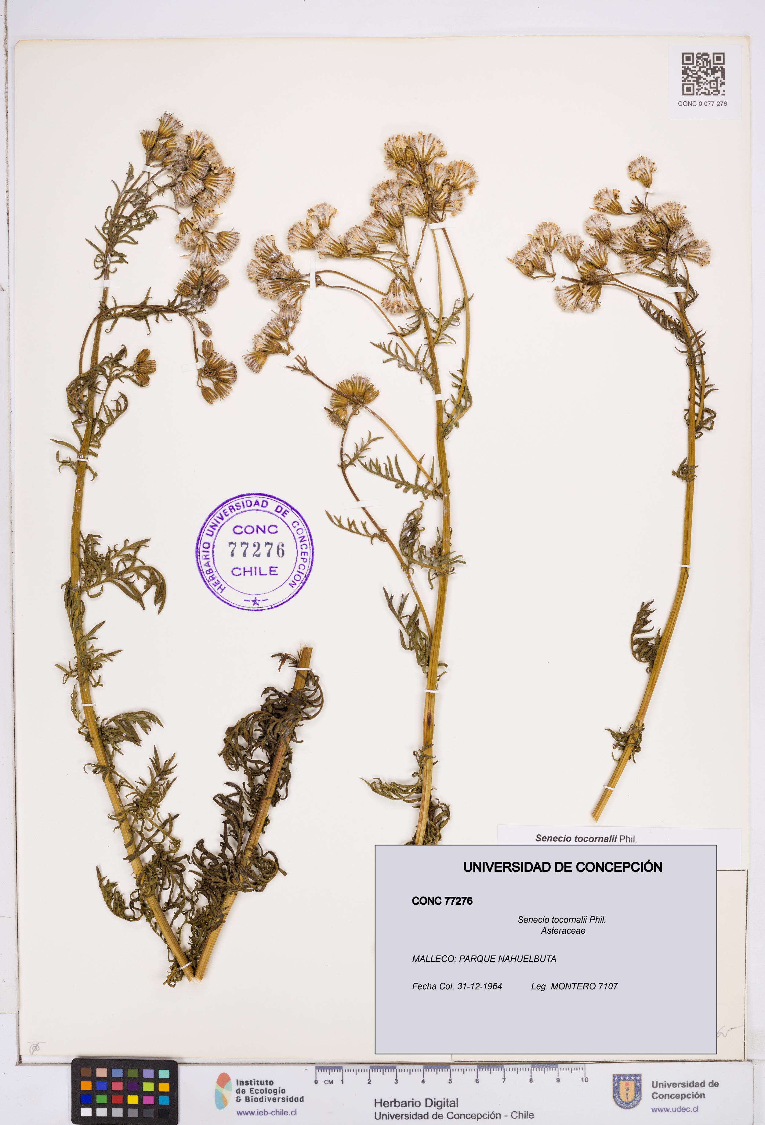 Senecio tocornalii [Espécimen: ]
