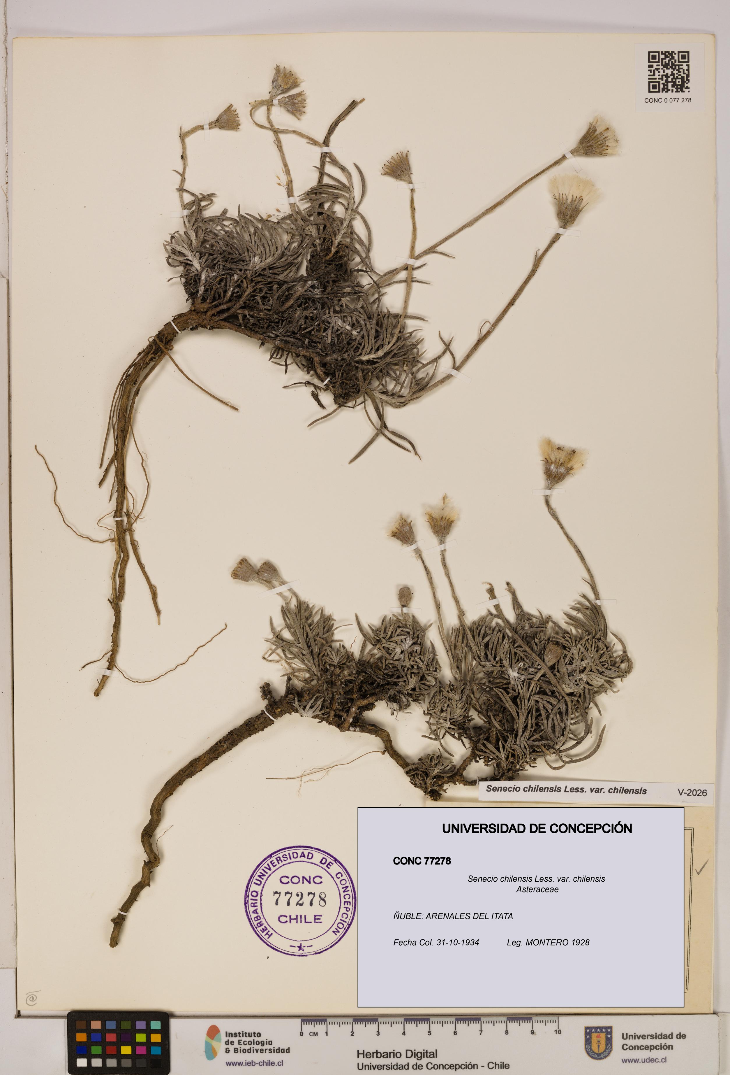 Senecio chilensis var. chilensis [Espécimen: UDEC:CONC:0077278]