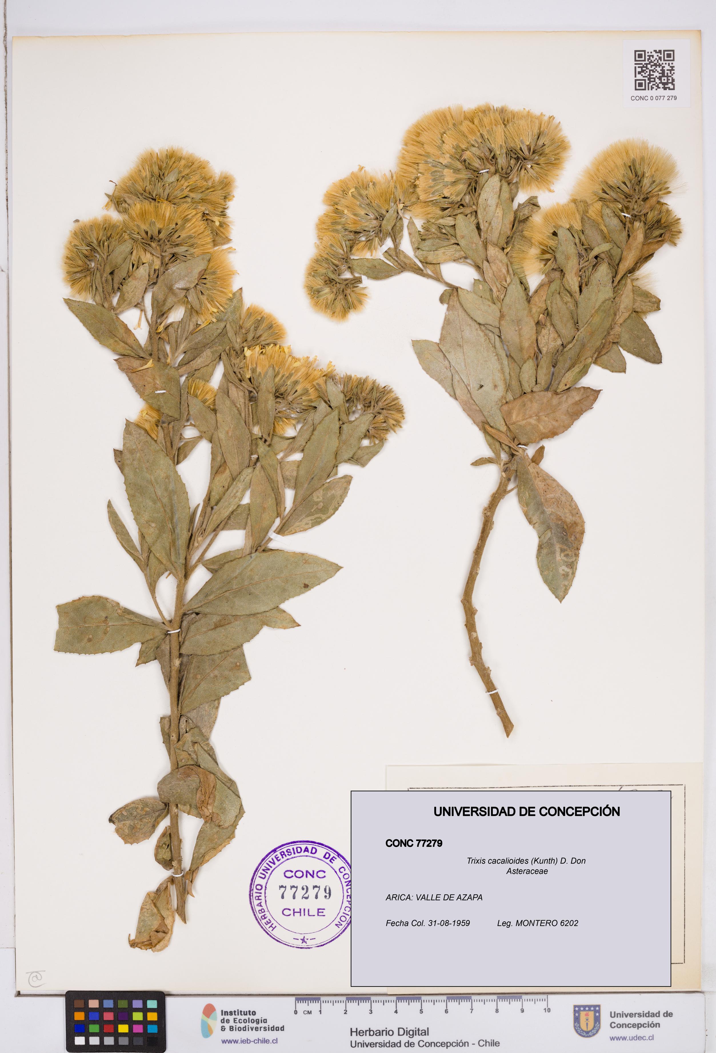 Trixis cacalioides [Espécimen: ]