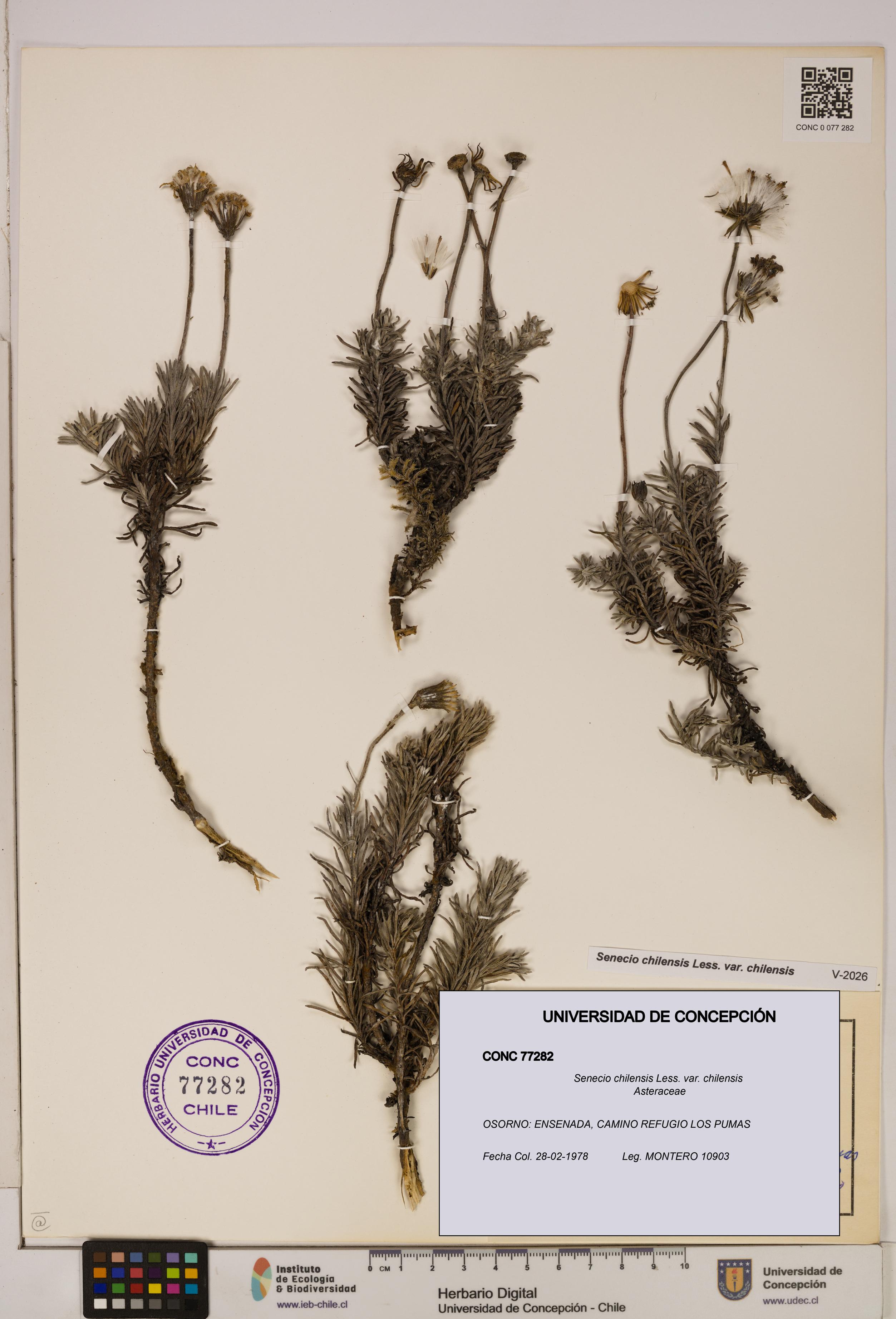 Senecio chilensis var. chilensis [Espécimen: UDEC:CONC:0077282]