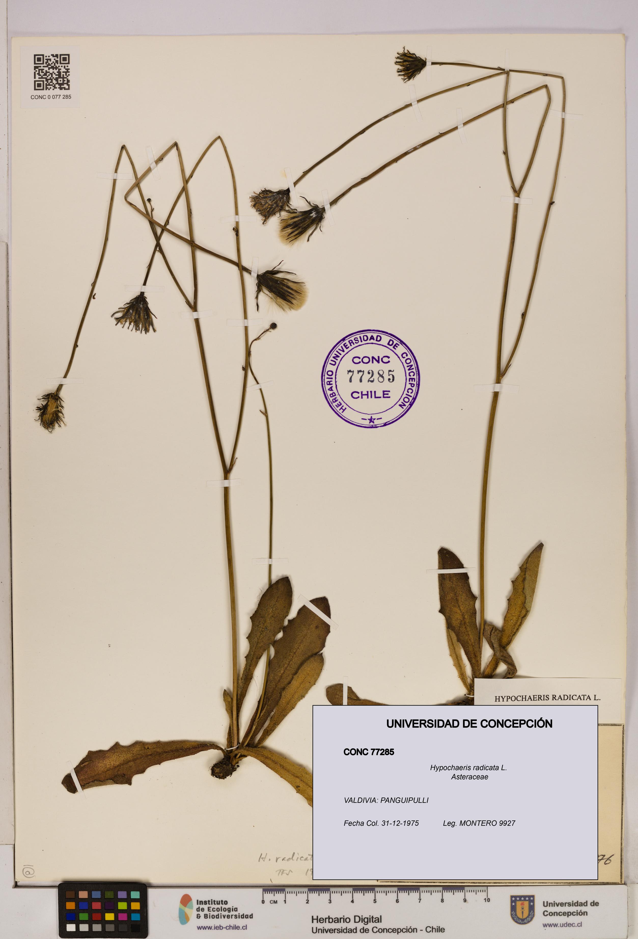 Hypochaeris radicata [Espécimen: UDEC:CONC:0077285]