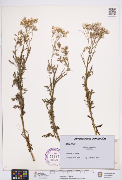Senecio sylvaticus [Espécimen: ]