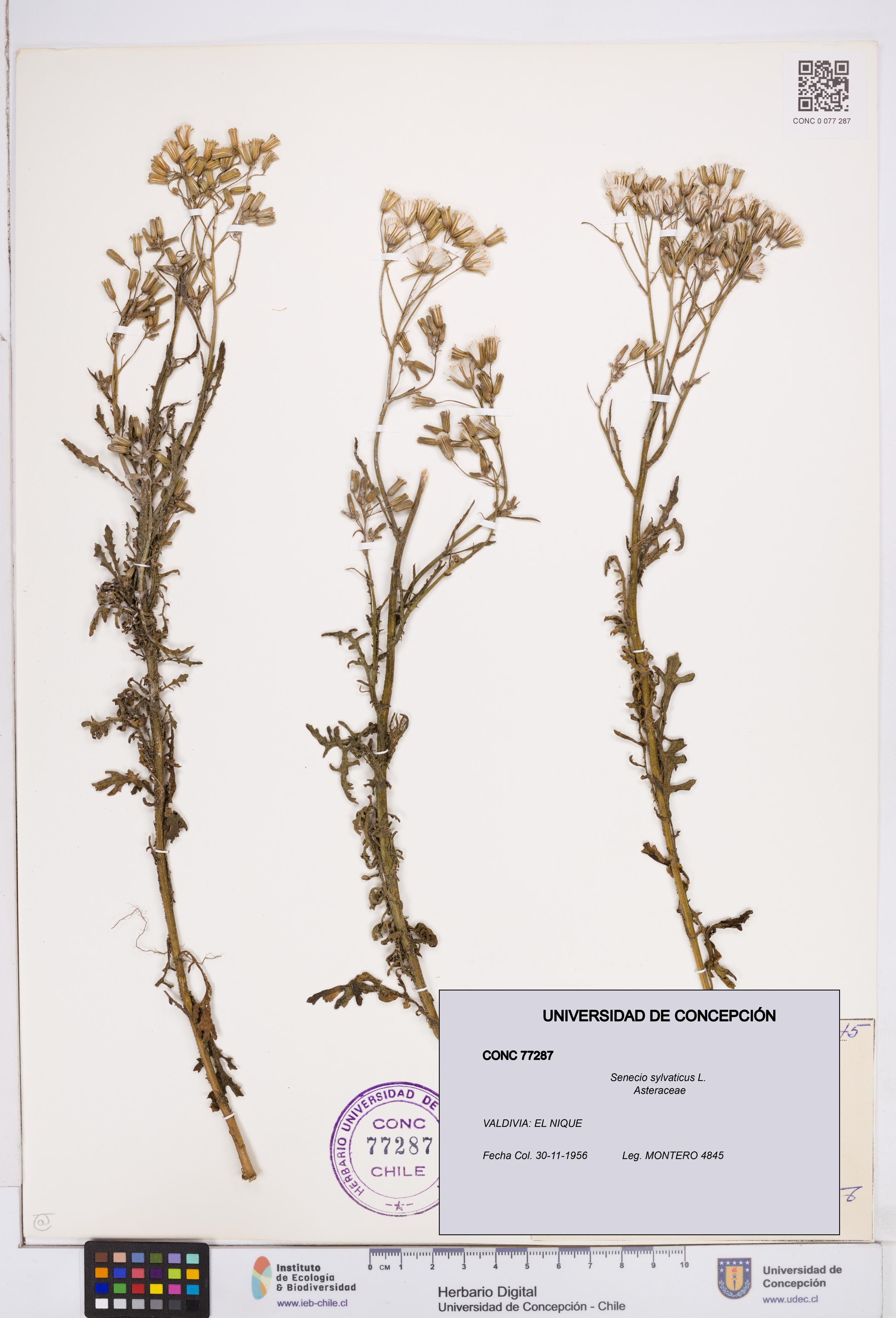 Senecio sylvaticus [Espécimen: ]