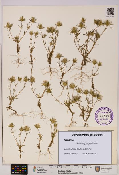 Chaetanthera moenchioides [Espécimen: UDEC:CONC:0077289]