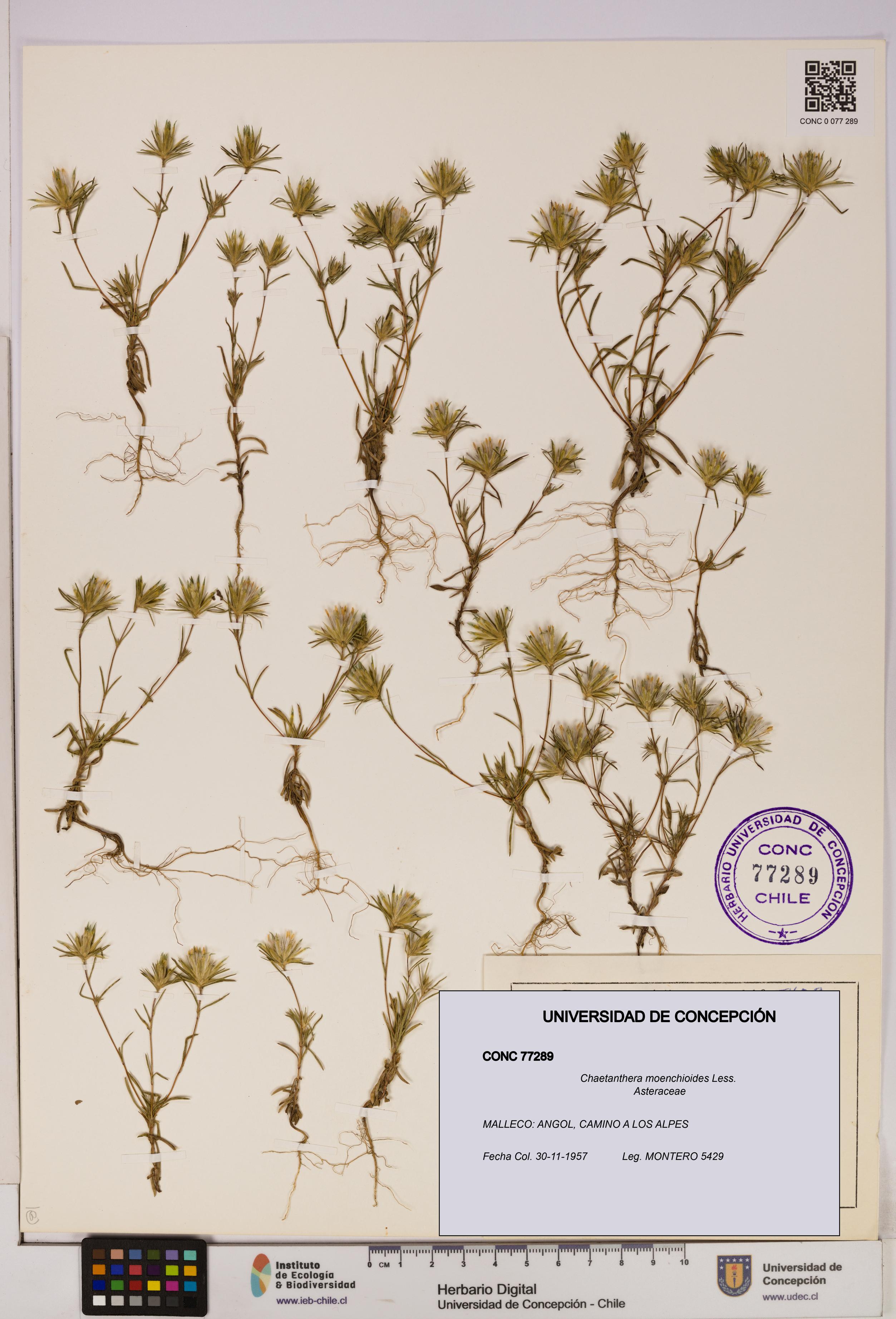 Chaetanthera moenchioides [Espécimen: UDEC:CONC:0077289]