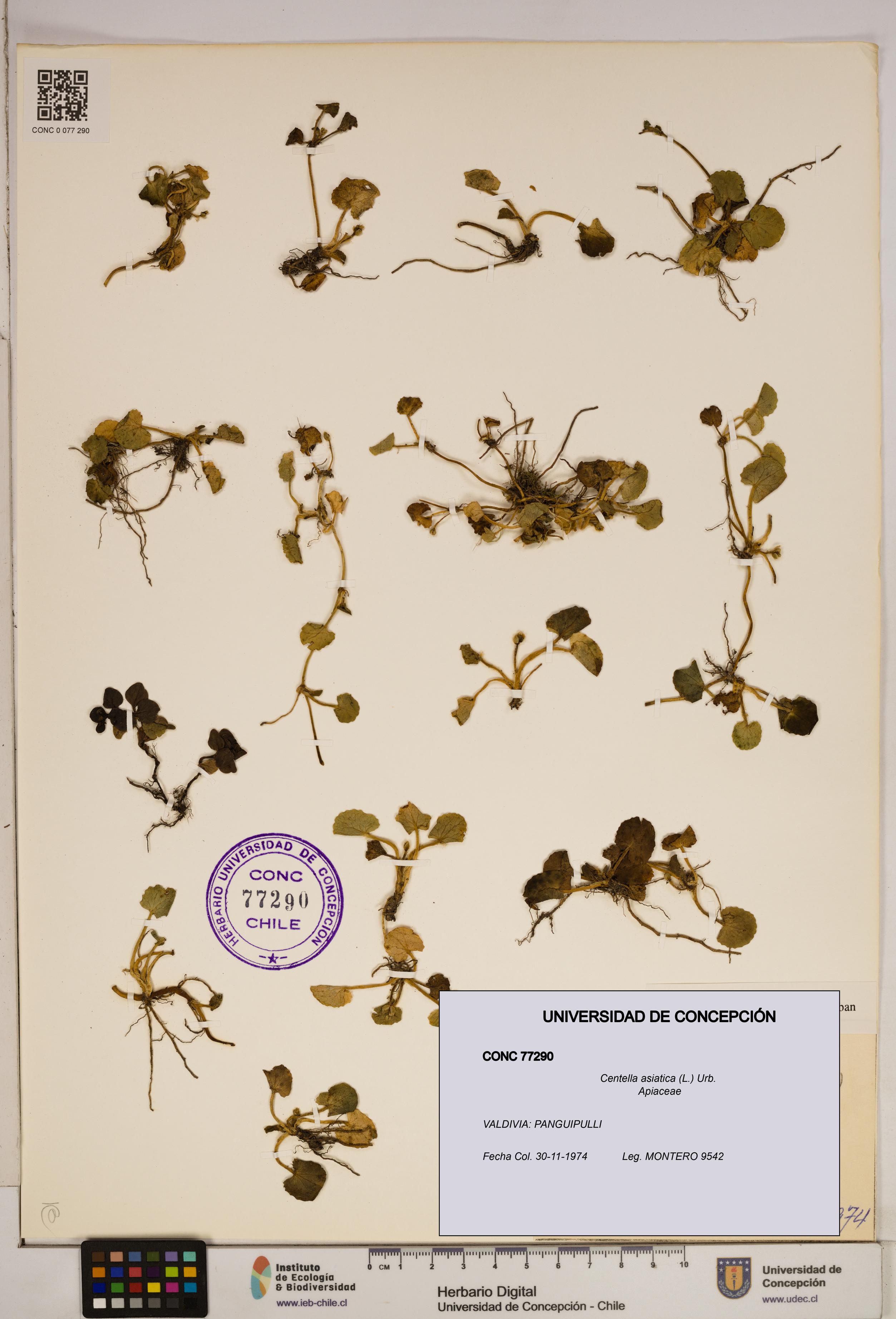 Centella asiatica [Espécimen: ]