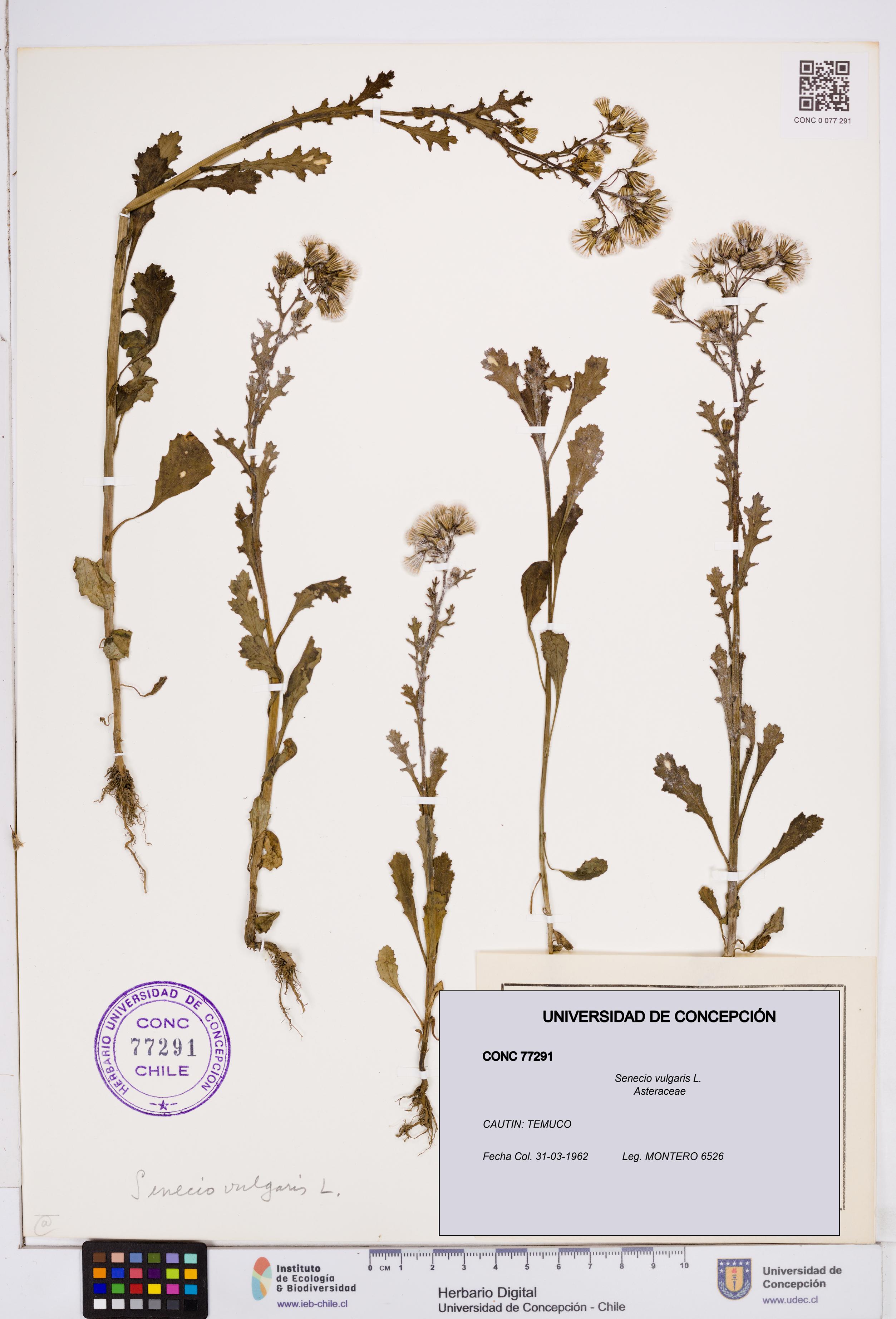 Senecio vulgaris [Espécimen: ]