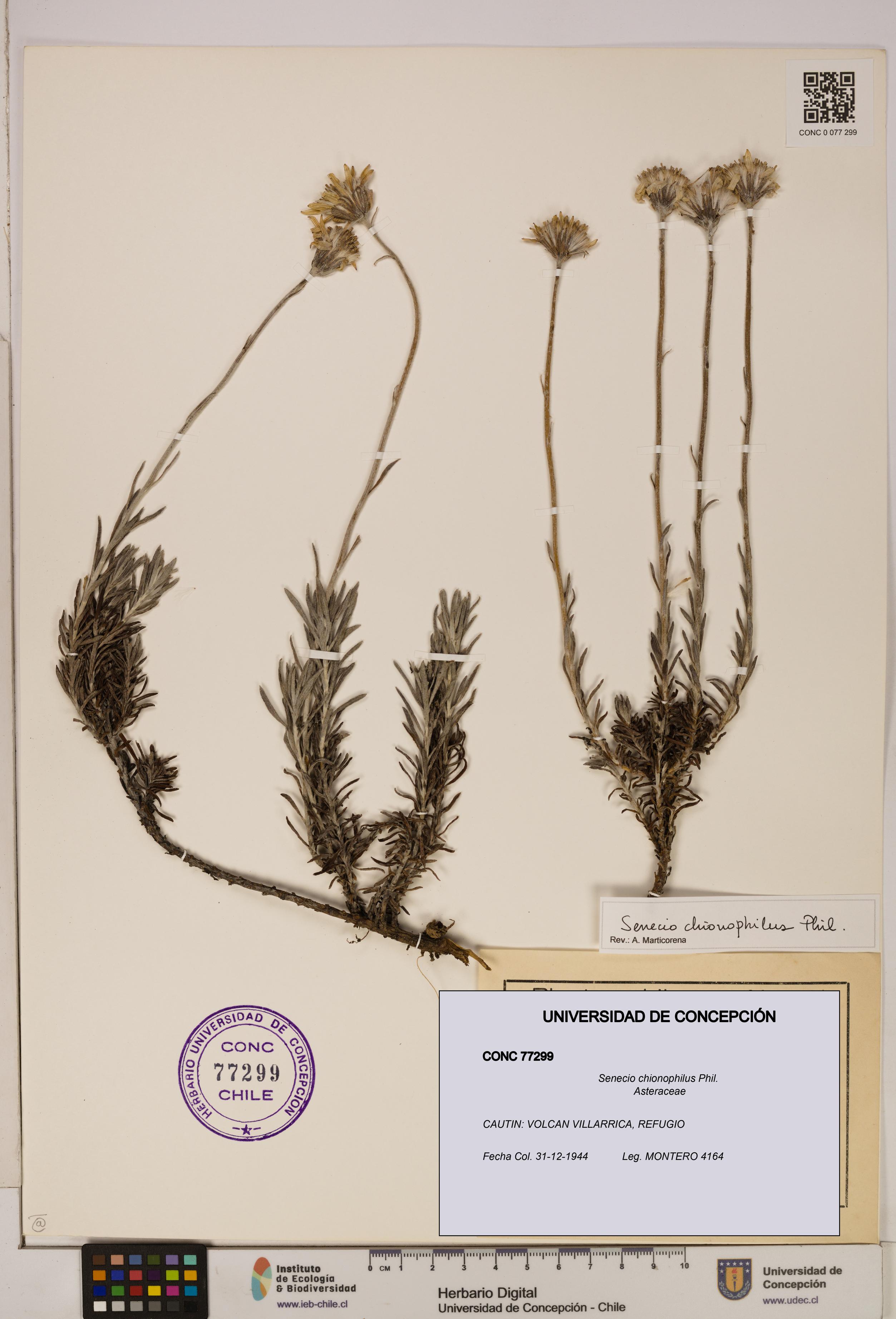 Senecio chionophilus [Espécimen: UDEC:CONC:0077299]
