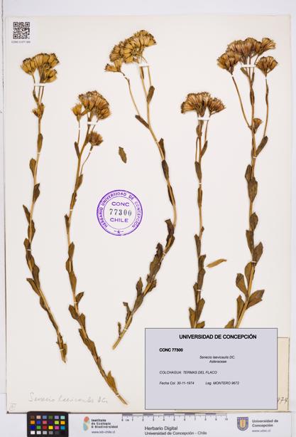 Senecio laevicaulis [Espécimen: ]