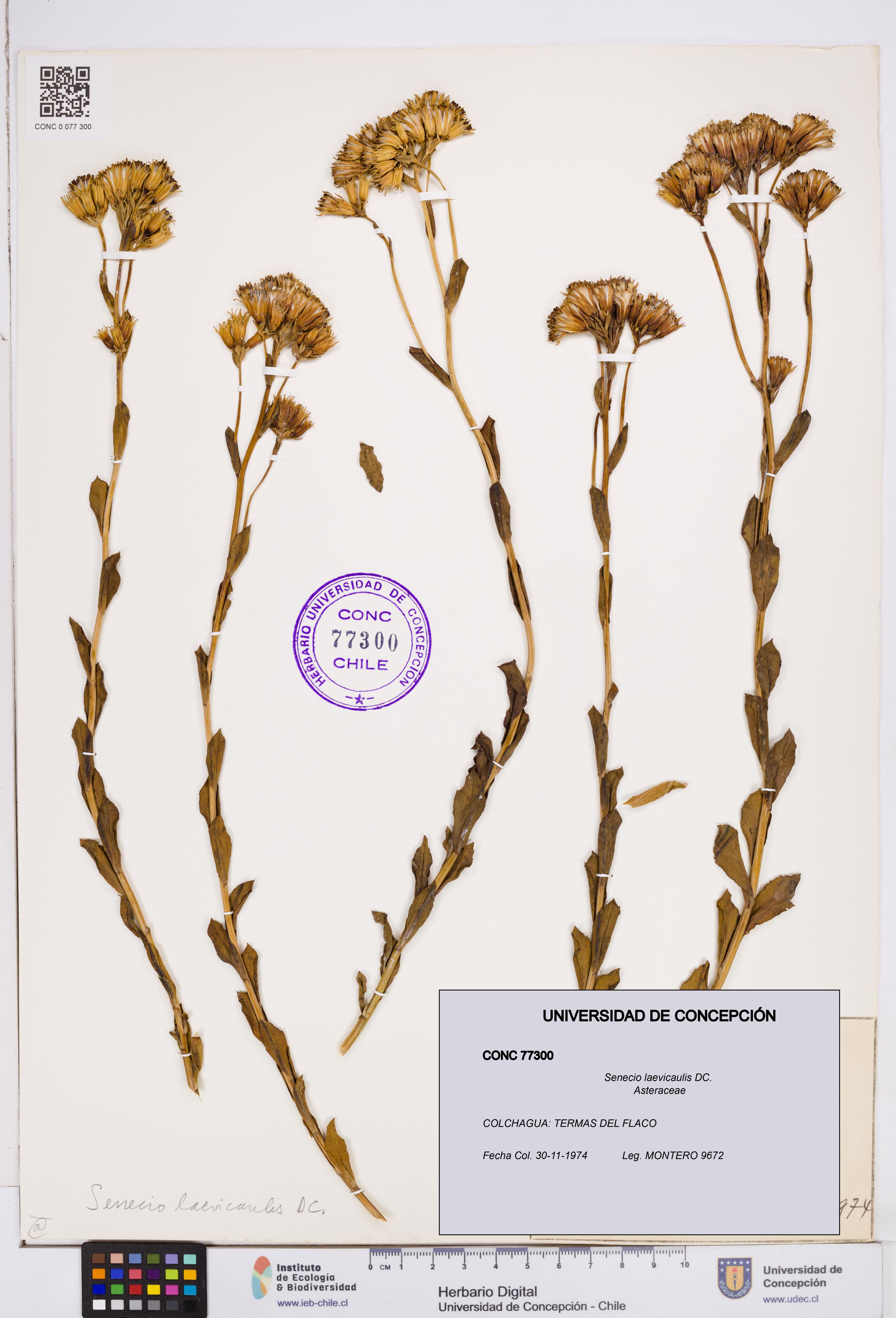 Senecio laevicaulis [Espécimen: ]