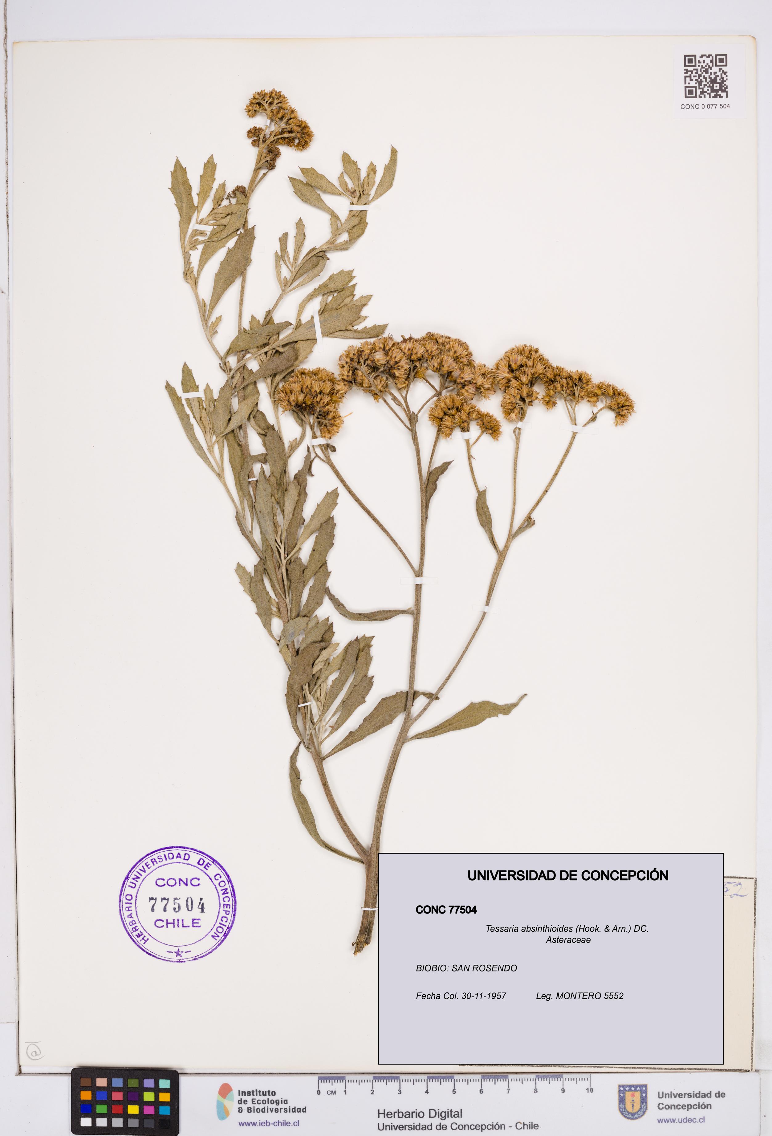Tessaria absinthioides [Espécimen: ]