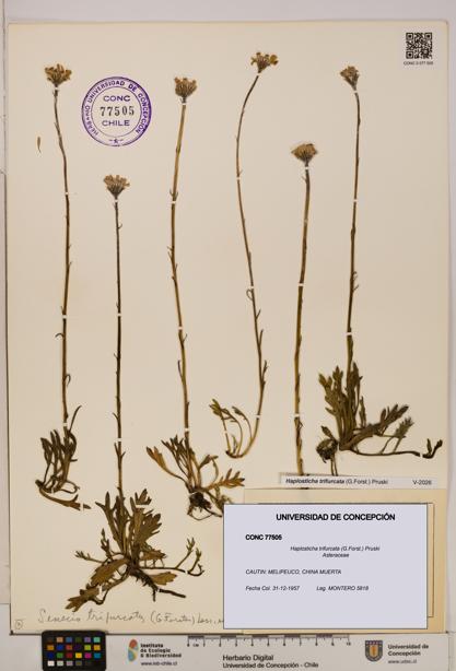 Haplosticha trifurcata [Espécimen: UDEC:CONC:0077505]