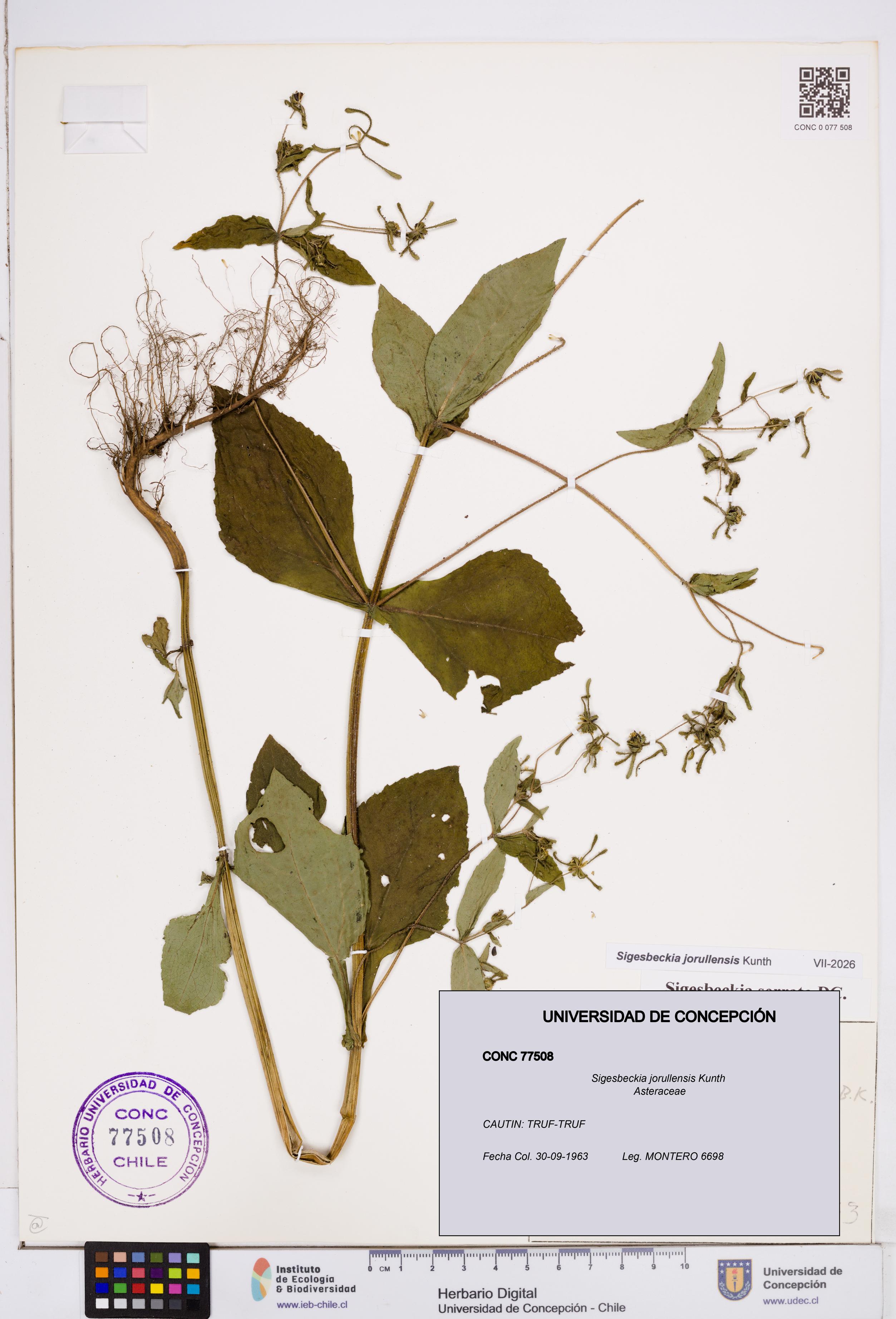 Sigesbeckia jorullensis [Espécimen: ]
