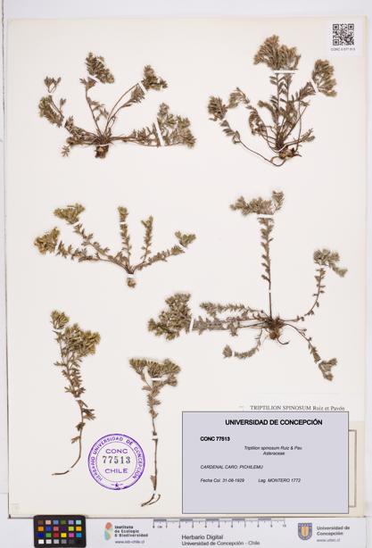 Triptilion spinosum [Espécimen: ]