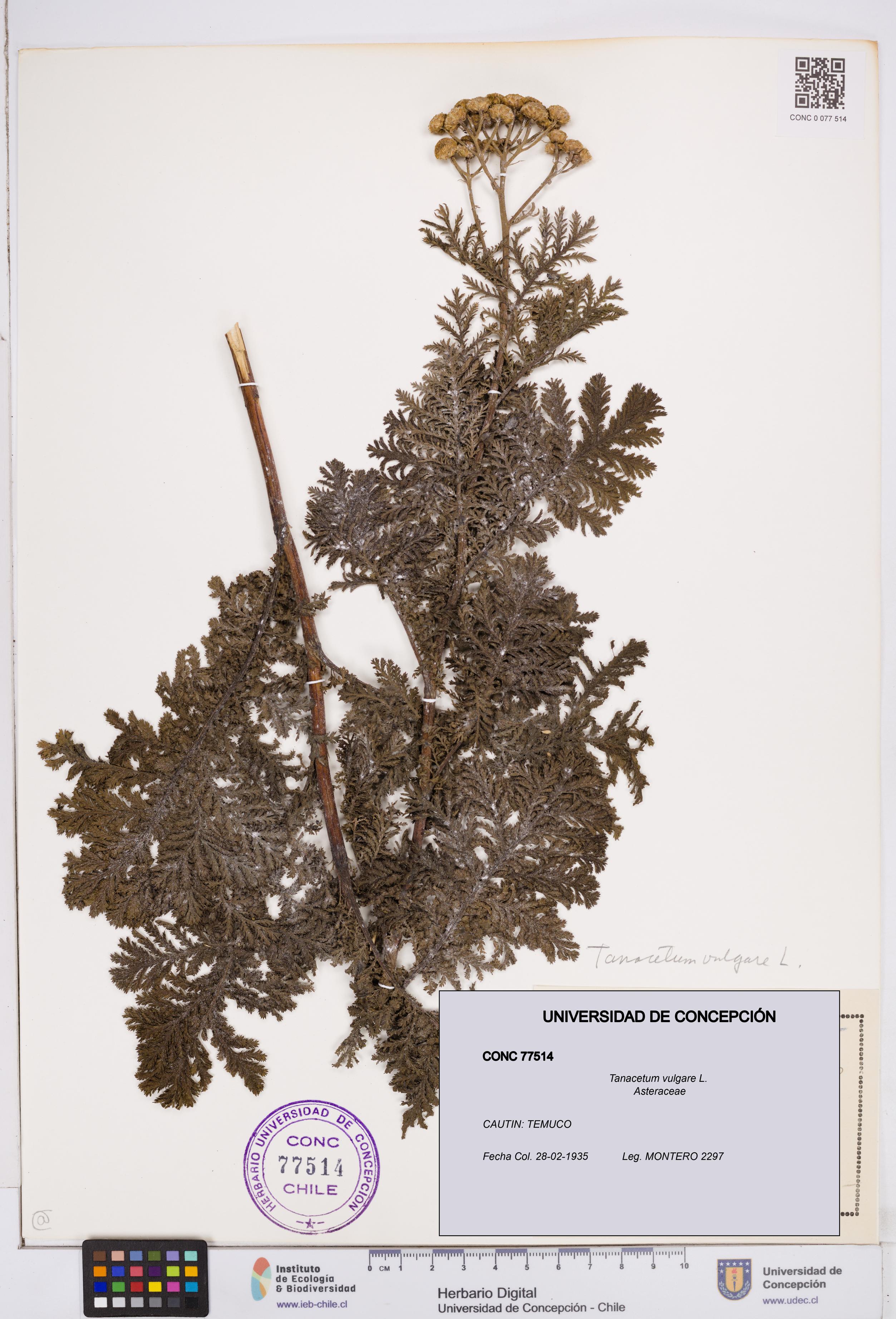 Tanacetum vulgare [Espécimen: ]