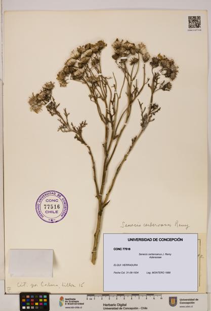Senecio cerberoanus [Espécimen: UDEC:CONC:0077516]
