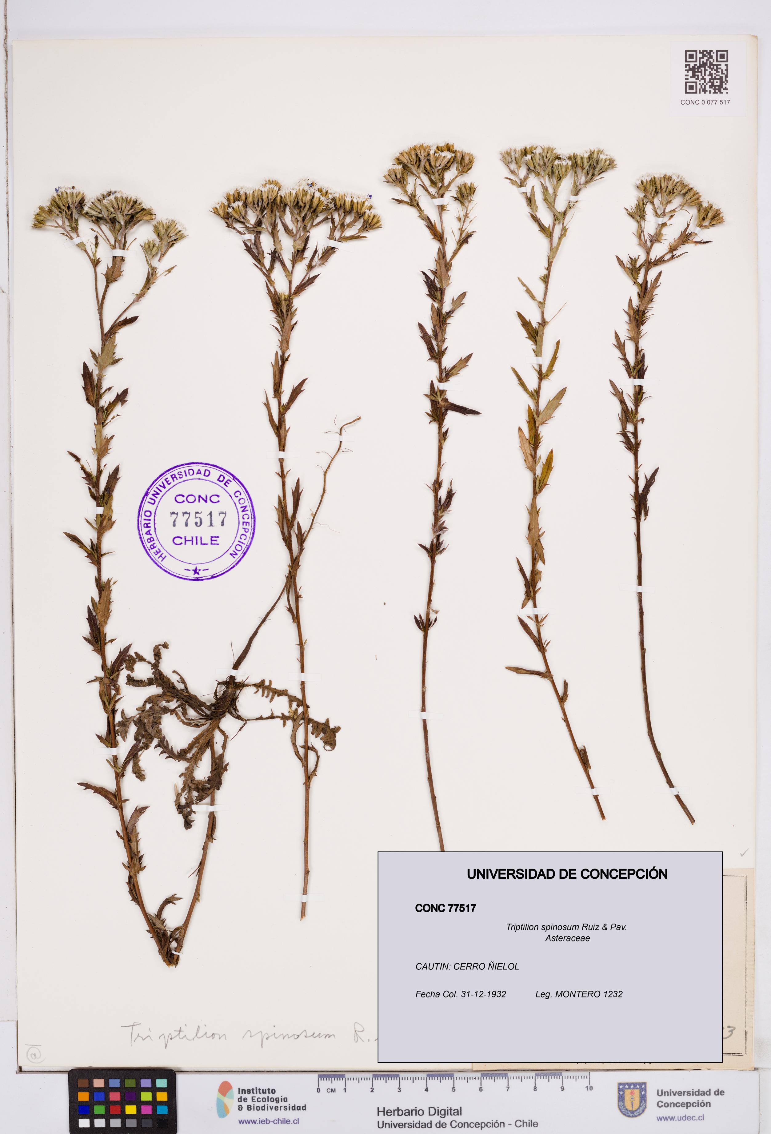 Triptilion spinosum [Espécimen: ]
